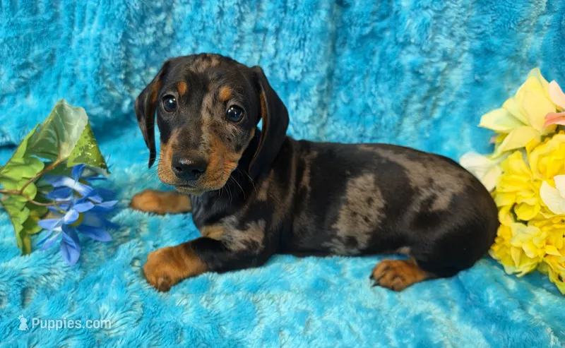 King Julien  – Miniature Dachshund puppy for sale in Sartell, MN