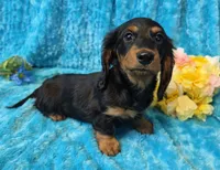 Fuzz Ball, a male Miniature Dachshund for sale in Sartell, MN – 2 of 10