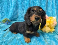 Fuzz Ball, a male Miniature Dachshund for sale in Sartell, MN – 10 of 10