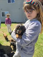 King Julien , a male Miniature Dachshund for sale in Sartell, MN – 10 of 10