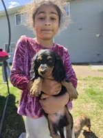 Fuzz Ball, a male Miniature Dachshund for sale in Sartell, MN – 7 of 10