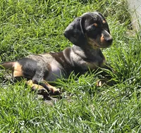 King Julien , a male Miniature Dachshund for sale in Sartell, MN – 9 of 10