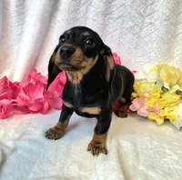Sally, a female Miniature Dachshund for sale in Sartell, MN – 7 of 10