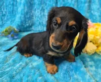 Fuzz Ball, a male Miniature Dachshund for sale in Sartell, MN – 8 of 10