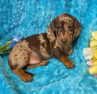 Rocky, a male Miniature Dachshund for sale in Sartell, MN – 4 of 9