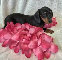 Sally, a female Miniature Dachshund for sale in Sartell, MN – 8 of 10