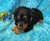 Fuzz Ball, a male Miniature Dachshund for sale in Sartell, MN – 3 of 10