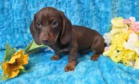 Mort, a male Miniature Dachshund for sale in Sartell, MN – 4 of 9
