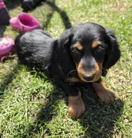 Fuzz Ball, a male Miniature Dachshund for sale in Sartell, MN – 6 of 10