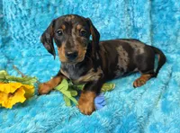 King Julien , a male Miniature Dachshund for sale in Sartell, MN – 6 of 10