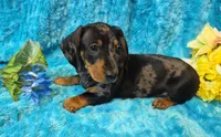 King Julien , a male Miniature Dachshund for sale in Sartell, MN – 8 of 10