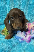 Mort, a male Miniature Dachshund for sale in Sartell, MN – 6 of 9