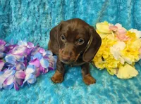 Mort, a male Miniature Dachshund for sale in Sartell, MN – 7 of 9