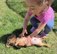 Rocky, a male Miniature Dachshund for sale in Sartell, MN – 7 of 9