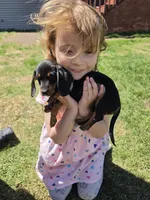 Sally, a female Miniature Dachshund for sale in Sartell, MN – 10 of 10