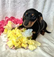 Sally, a female Miniature Dachshund for sale in Sartell, MN – 2 of 10