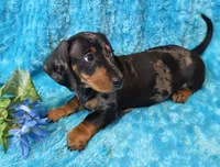 King Julien , a male Miniature Dachshund for sale in Sartell, MN – 2 of 10
