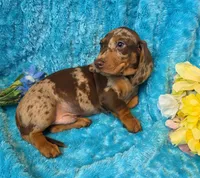 Rocky, a male Miniature Dachshund for sale in Sartell, MN – 6 of 9