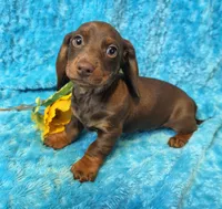 Mort, a male Miniature Dachshund for sale in Sartell, MN – 5 of 9