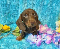 Mort, a male Miniature Dachshund for sale in Sartell, MN – 3 of 9