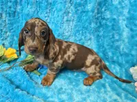 Rocky, a male Miniature Dachshund for sale in Sartell, MN – 5 of 9