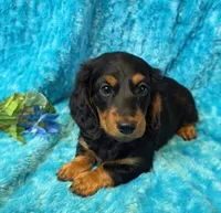 Fuzz Ball, a male Miniature Dachshund for sale in Sartell, MN – 4 of 10