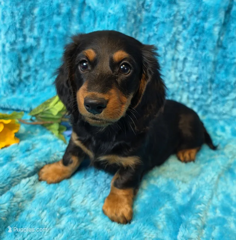Fuzz Ball – Miniature Dachshund puppy for sale in Sartell, MN