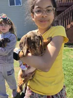 Rocky, a male Miniature Dachshund for sale in Sartell, MN – 8 of 9