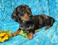King Julien , a male Miniature Dachshund for sale in Sartell, MN – 5 of 10