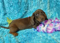 Mort, a male Miniature Dachshund for sale in Sartell, MN – 9 of 9