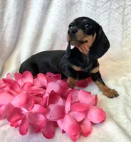 Sally, a female Miniature Dachshund for sale in Sartell, MN – 6 of 10