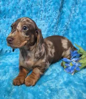 Rocky, a male Miniature Dachshund for sale in Sartell, MN – 3 of 9