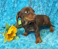 Mort, a male Miniature Dachshund for sale in Sartell, MN – 2 of 9