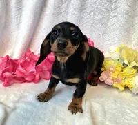 Sally, a female Miniature Dachshund for sale in Sartell, MN – 4 of 10