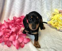 Sally, a female Miniature Dachshund for sale in Sartell, MN – 1 of 10