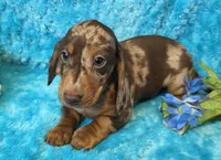 Rocky, a male Miniature Dachshund for sale in Sartell, MN – 2 of 9