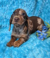 Rocky, a male Miniature Dachshund for sale in Sartell, MN – 1 of 9