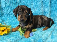 King Julien , a male Miniature Dachshund for sale in Sartell, MN – 4 of 10