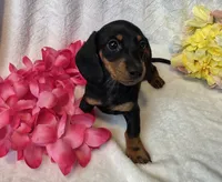 Sally, a female Miniature Dachshund for sale in Sartell, MN – 3 of 10