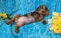 Rocky, a male Miniature Dachshund for sale in Sartell, MN – 9 of 9