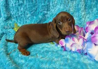 Mort, a male Miniature Dachshund for sale in Sartell, MN – 8 of 9
