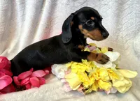 Sally, a female Miniature Dachshund for sale in Sartell, MN – 9 of 10