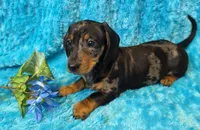 King Julien , a male Miniature Dachshund for sale in Sartell, MN – 3 of 10