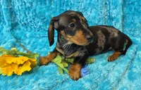 King Julien , a male Miniature Dachshund for sale in Sartell, MN – 7 of 10