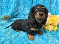 Fuzz Ball, a male Miniature Dachshund for sale in Sartell, MN – 9 of 10