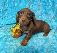 Mort, a male Miniature Dachshund for sale in Sartell, MN – 1 of 9