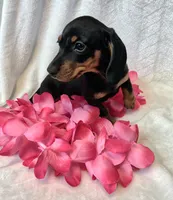 Sally, a female Miniature Dachshund for sale in Sartell, MN – 5 of 10