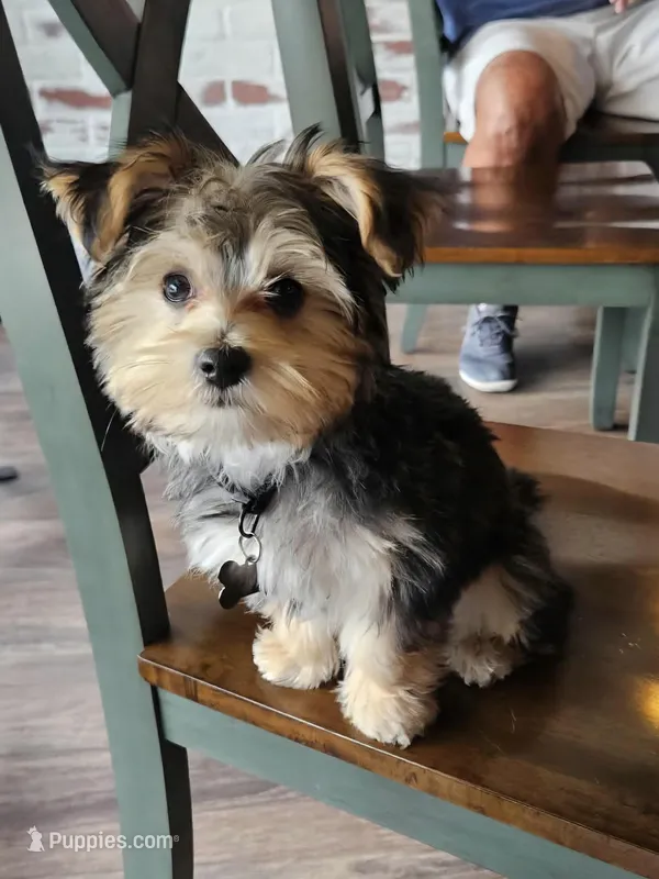 Rex – Morkie puppy for sale in Coral Springs, FL
