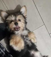 Rex, a male Morkie for sale in Coral Springs, FL – Photo 2 of 5