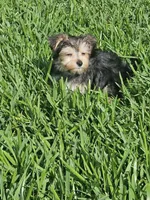 Rex, a male Morkie for sale in Coral Springs, FL – Photo 3 of 5